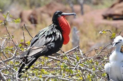 Frigate Bird, Galapagos