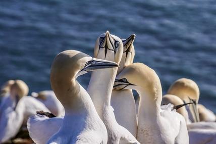 Portland, Victoria, Australia