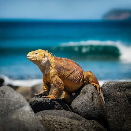Iguana, Bartolome Island, Ecuador