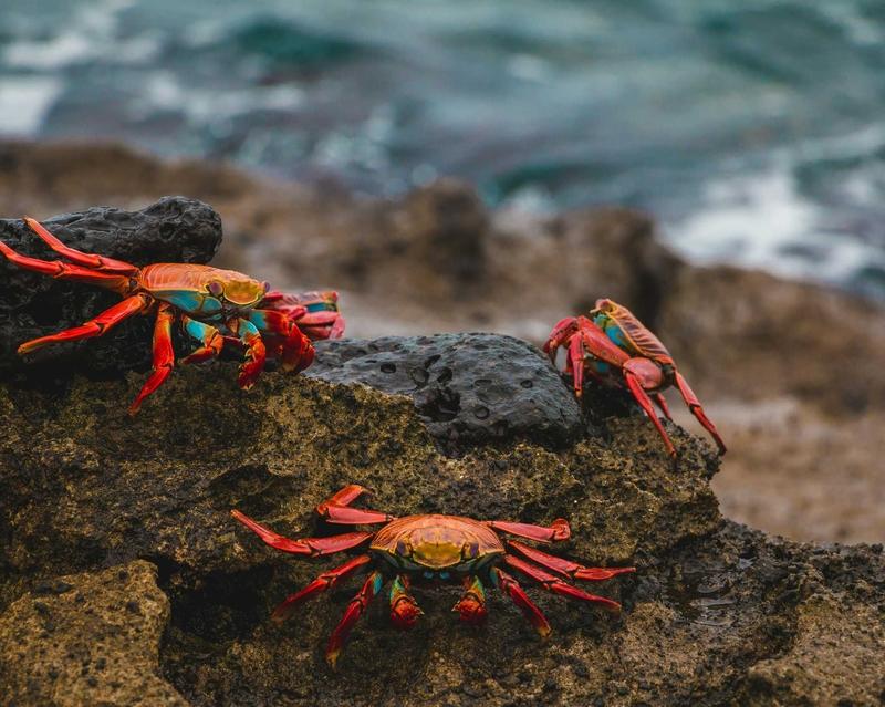 San Cristóbal Island, Galápagos