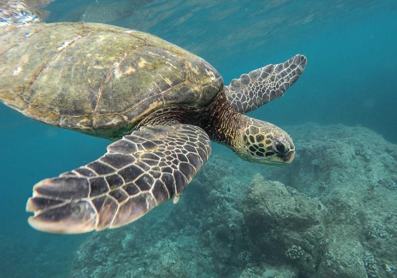 Tagus Cove, Isabella Island, Galapagos