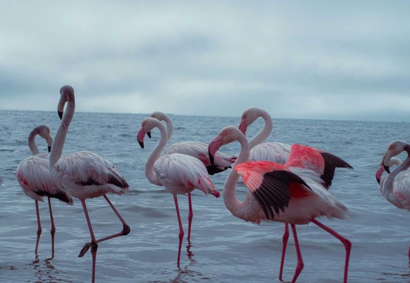 Walvis Bay