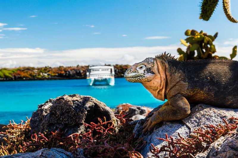 South Plaza Island, Galápagos