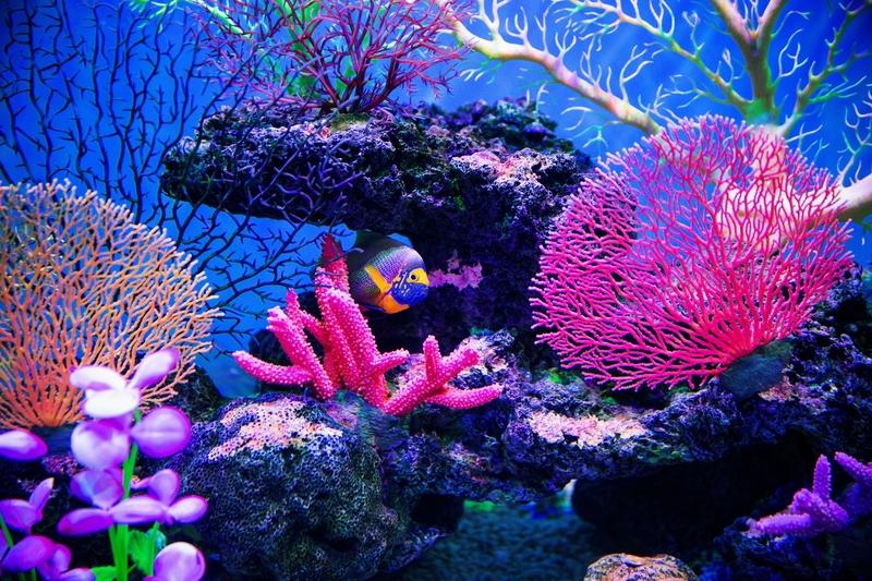 Ribbon Reef, Great Barrier Reef