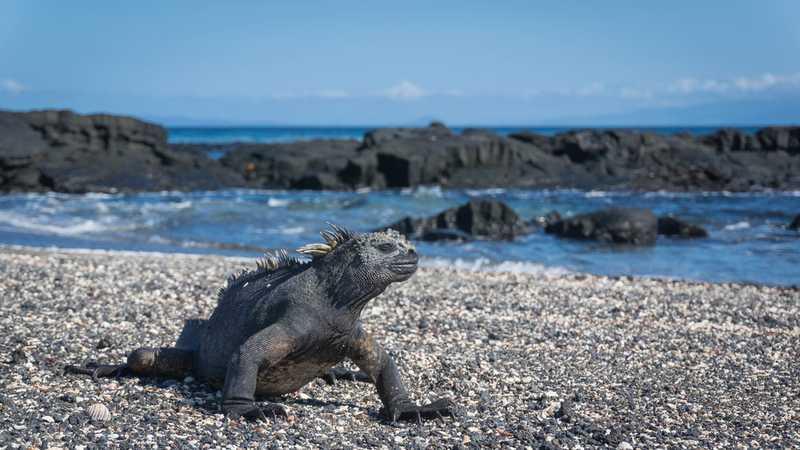 Punta Espinoza, Fernandina Island, Galápagos