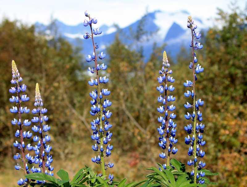 Juneau, Alaska