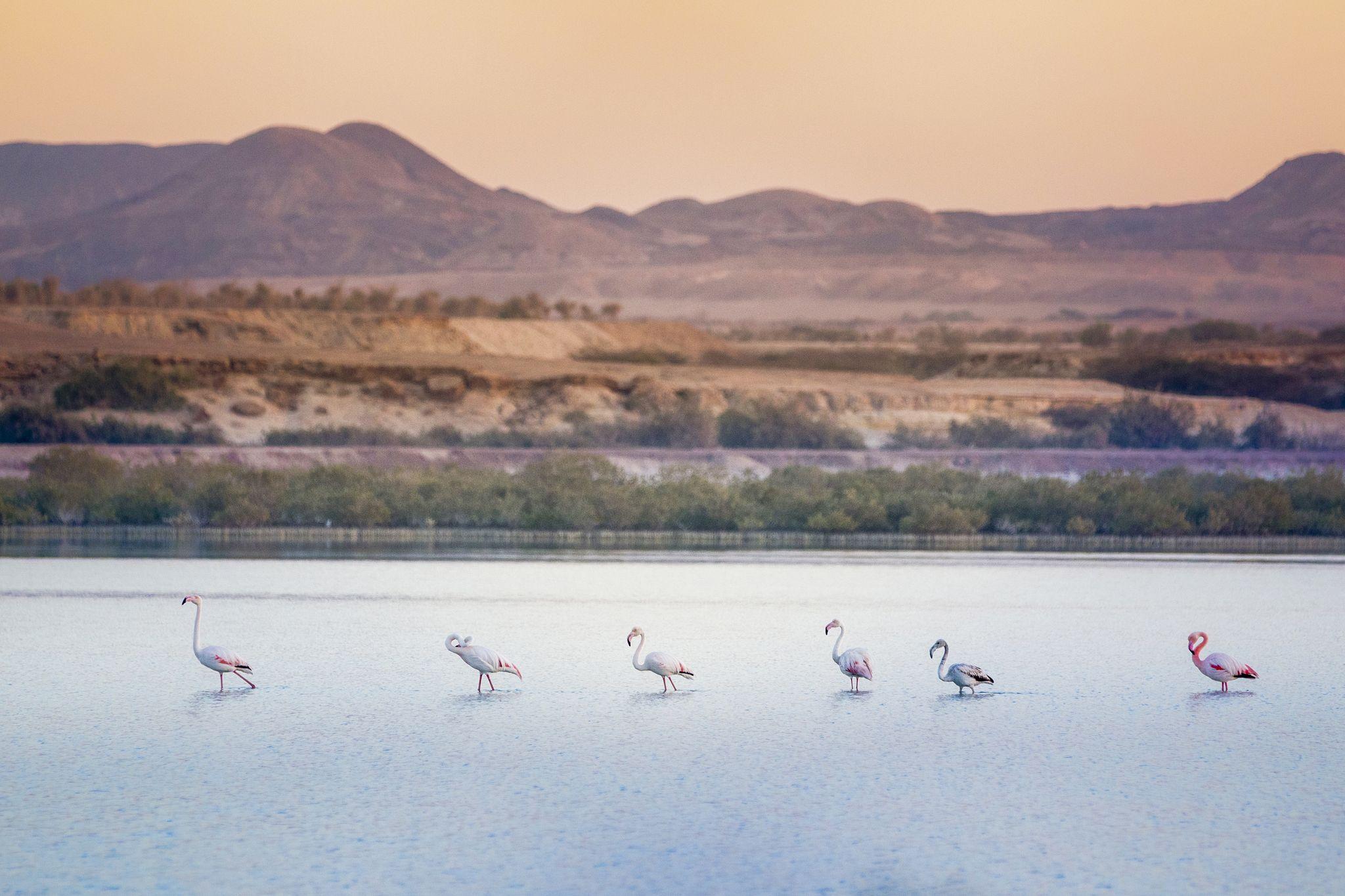 Sir Bani Yas Island