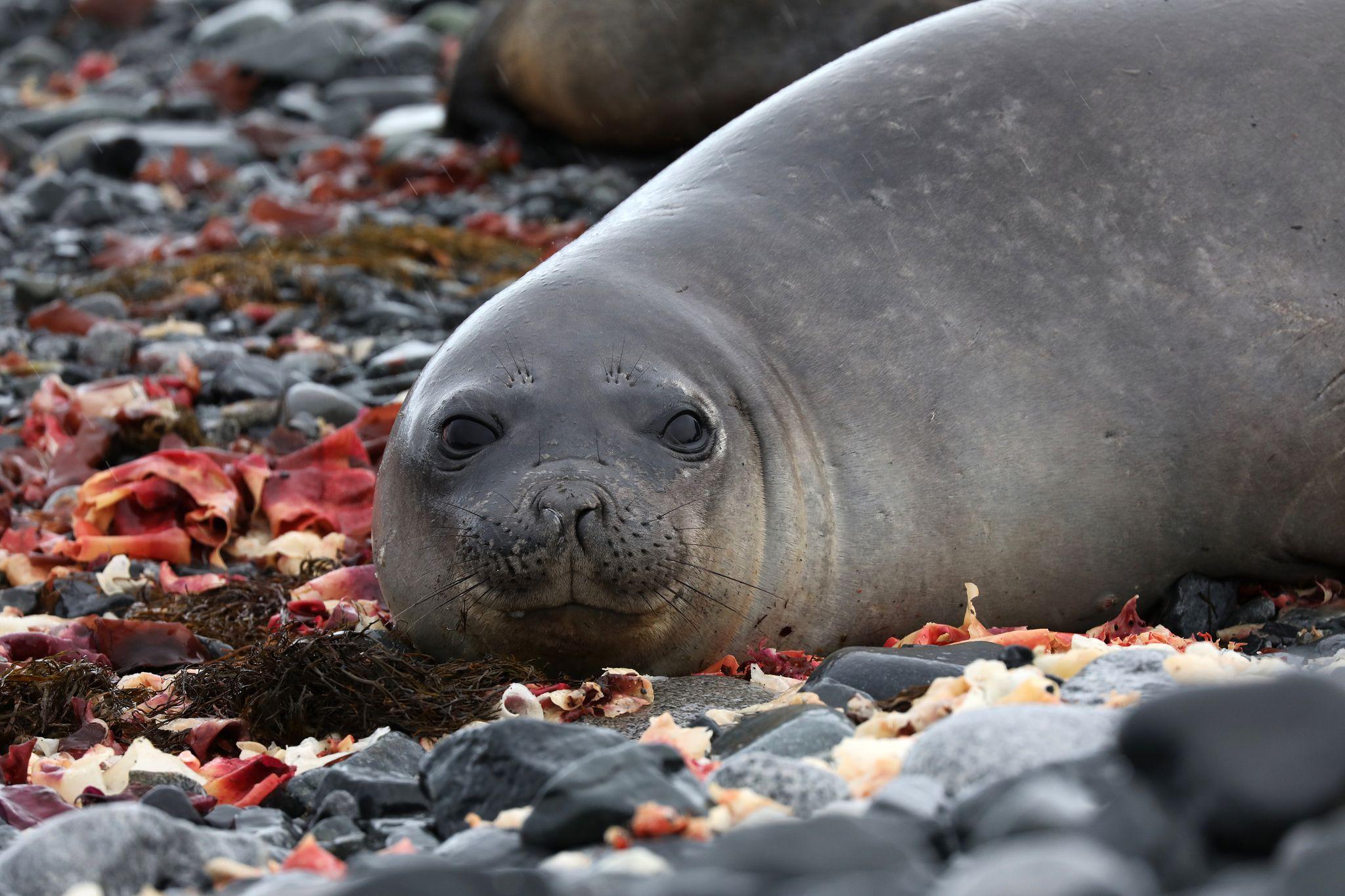 Elephant Island, South Shetland Islands