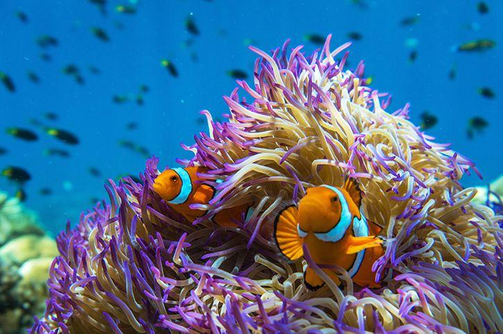 Great Barrier Reef, Queensland