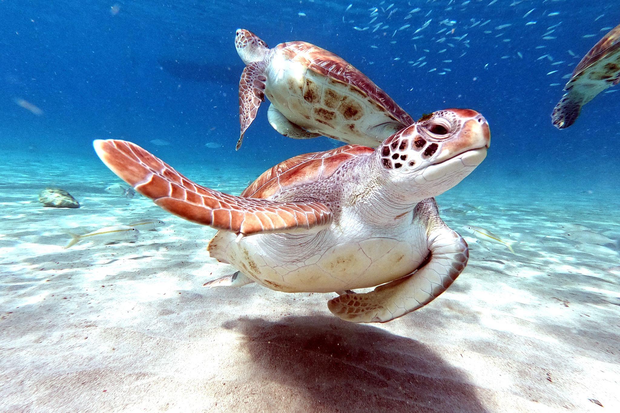 Lacepede Islands, Western Australia