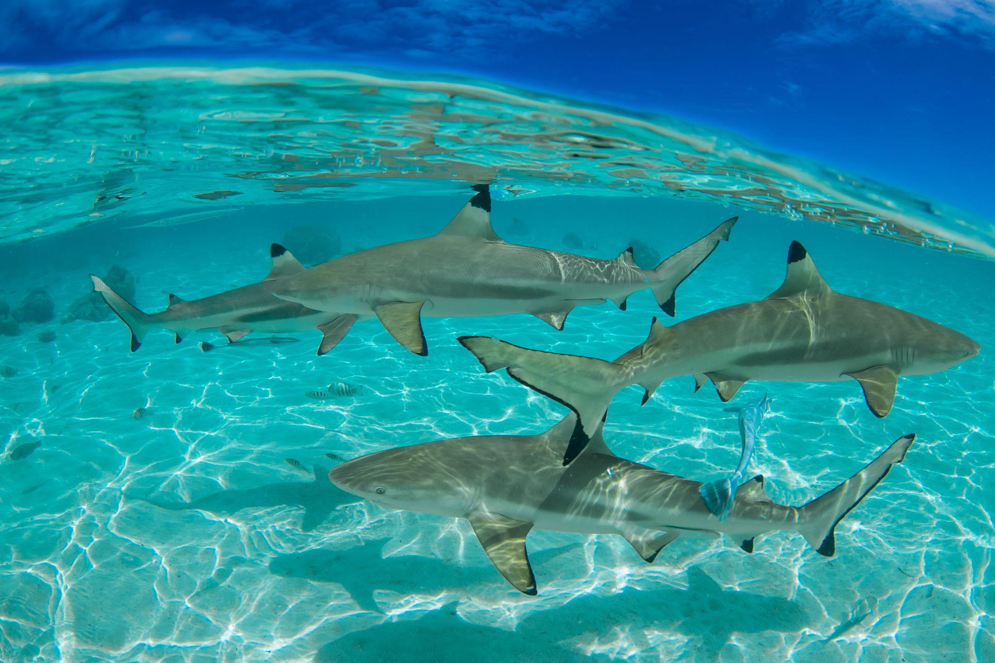 Montgomery Reef, Western Australia