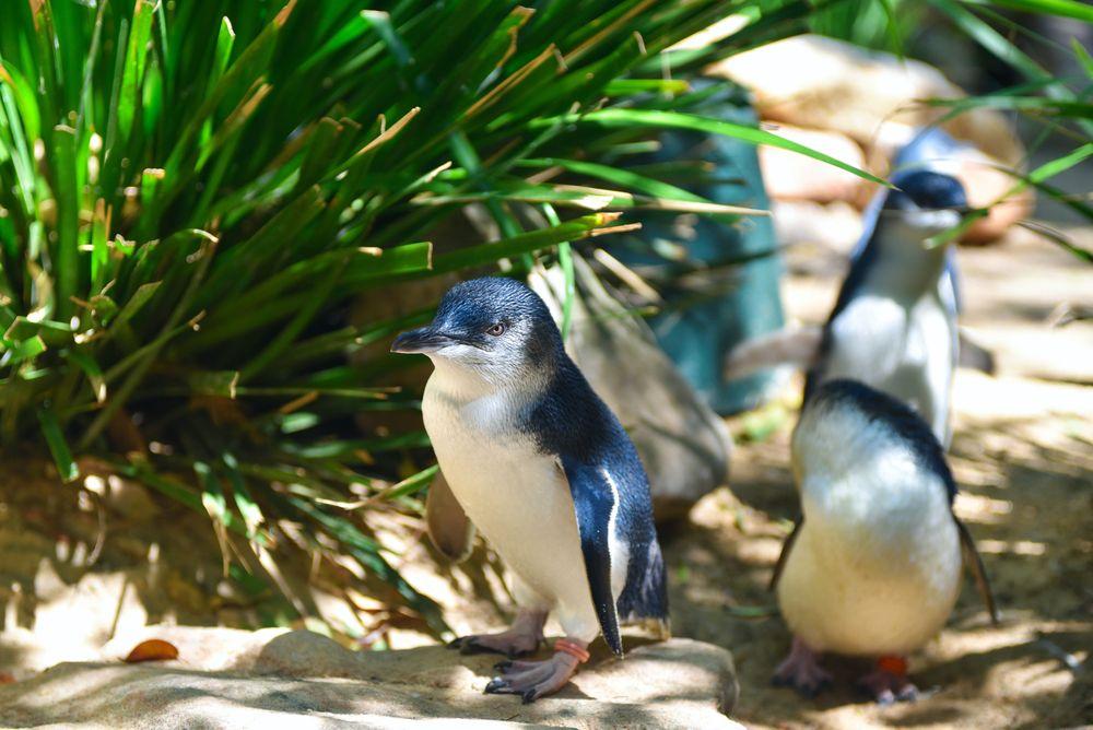 Phillip Island, Victoria