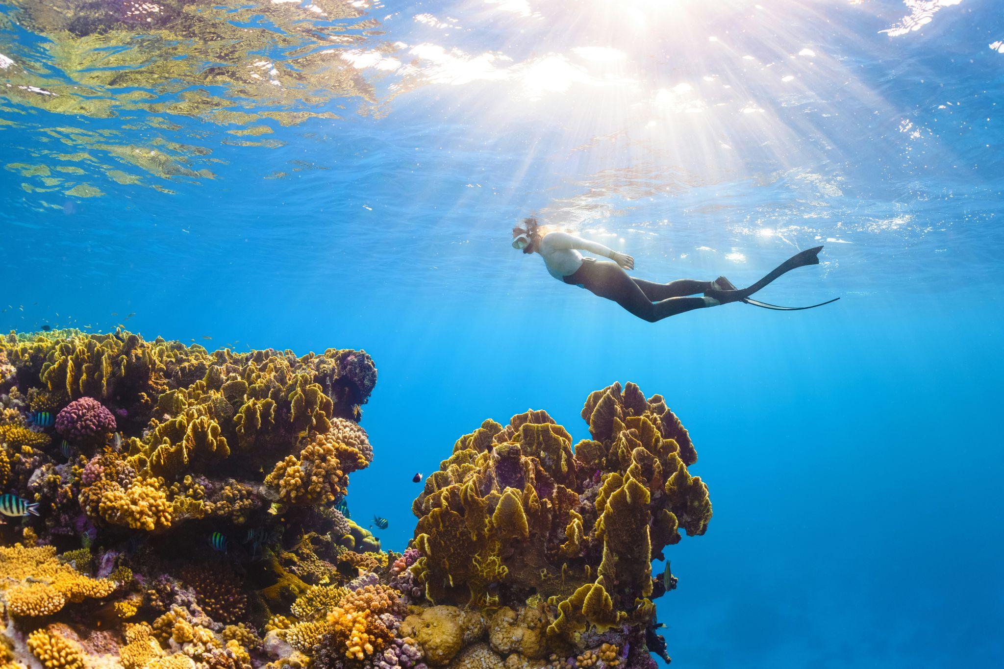 Ribbon Reef, Great Barrier Reef