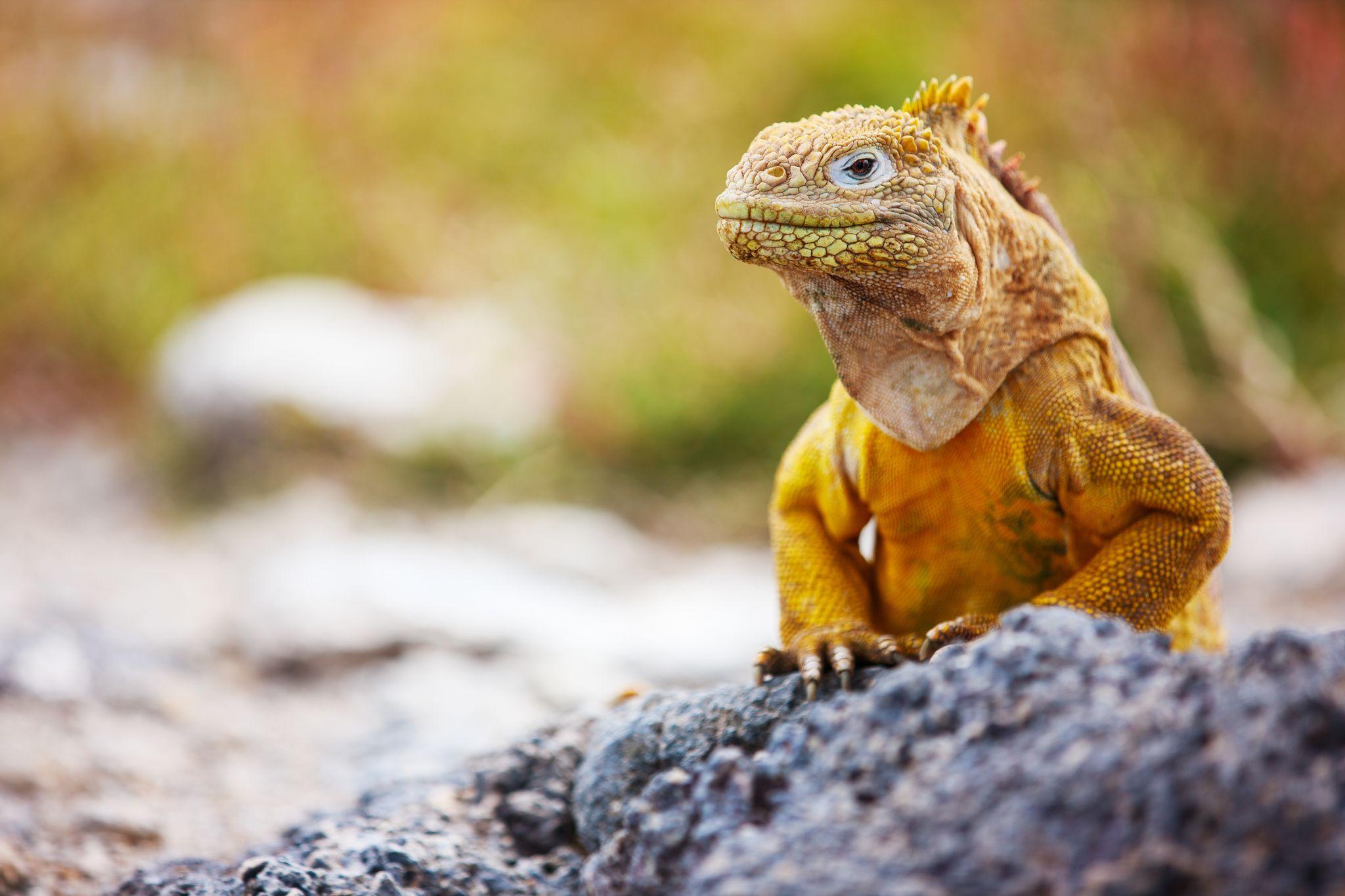 Las Bachas, Santa Cruz Island, Galápagos