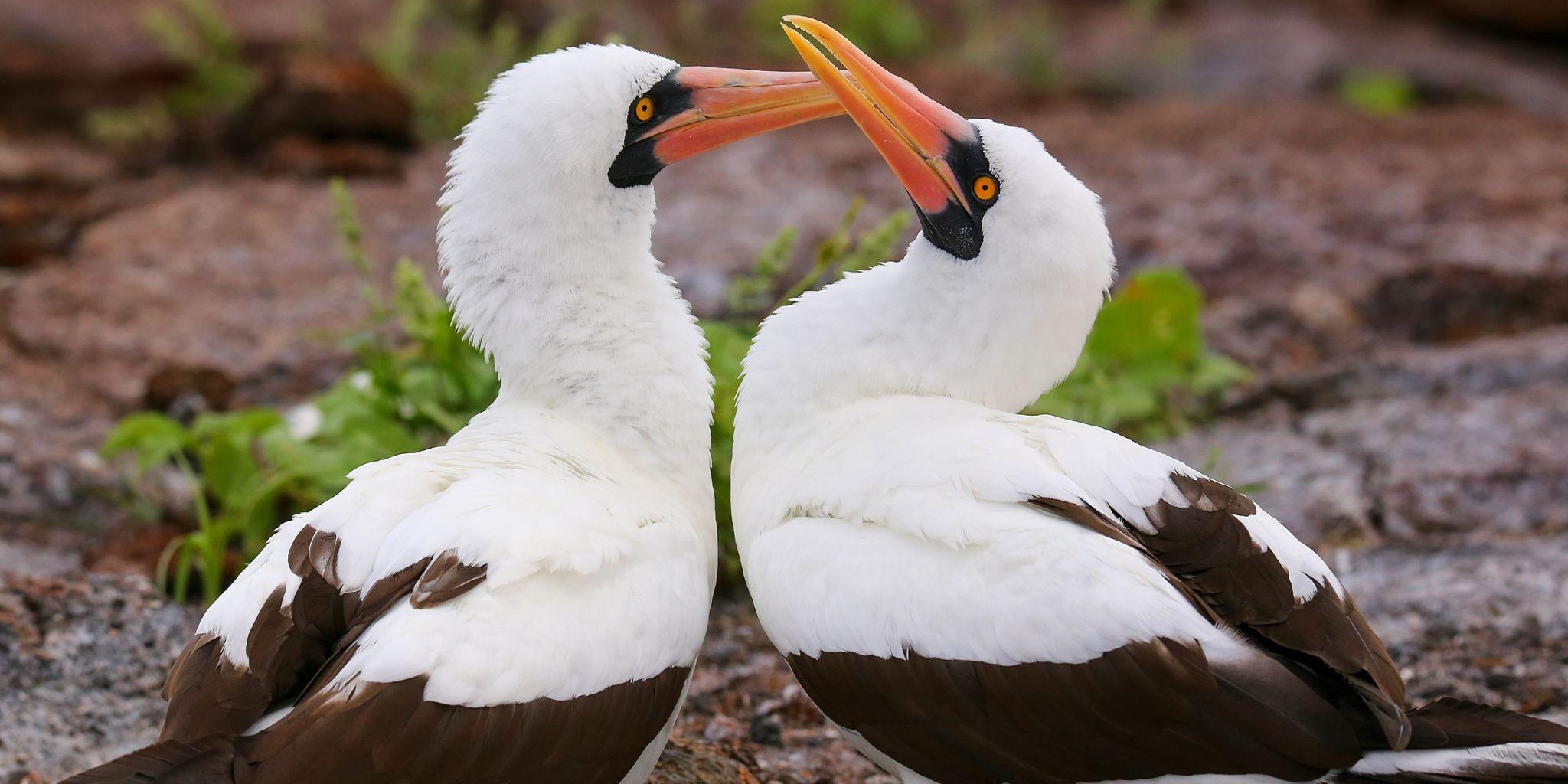 El Barranco, Genovesa Island, Galápagos