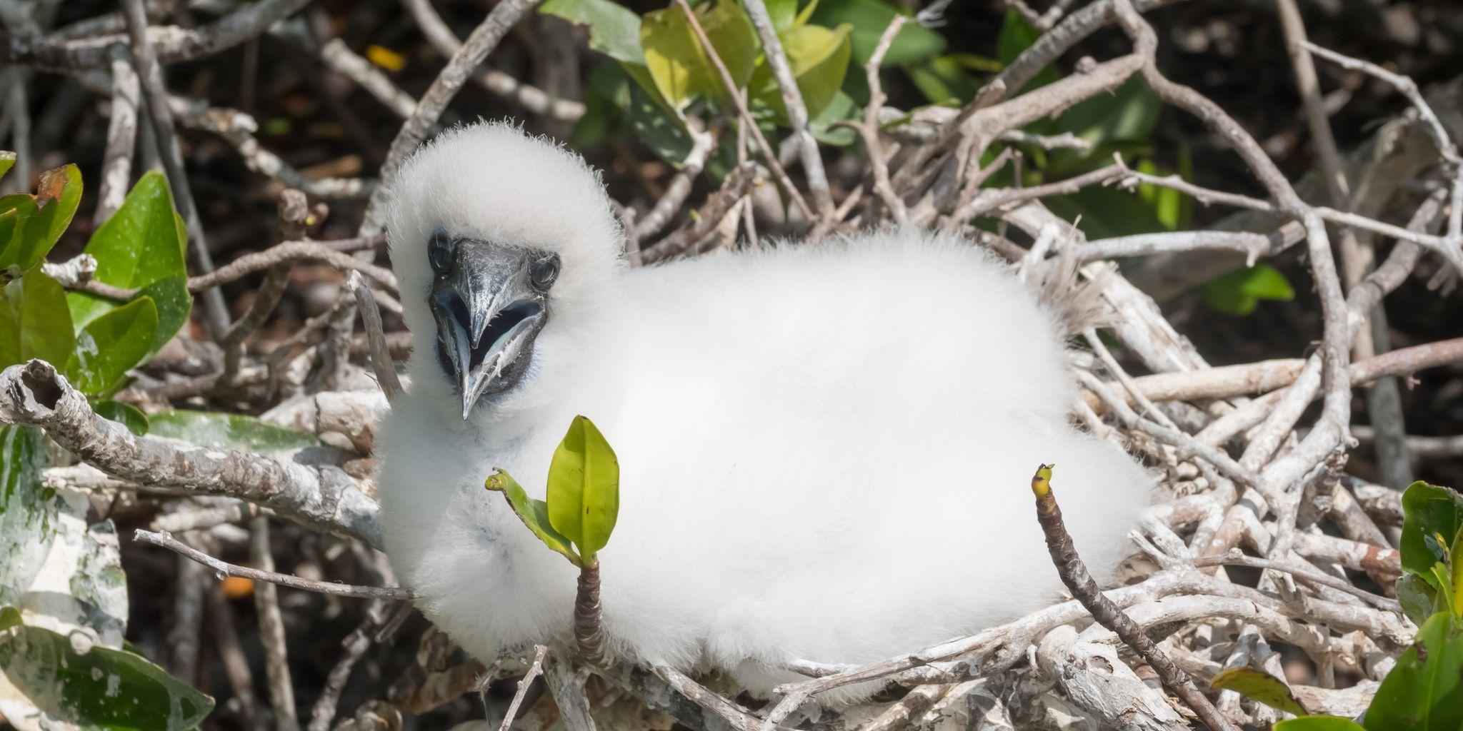 El Barranco, Genovesa Island, Galápagos