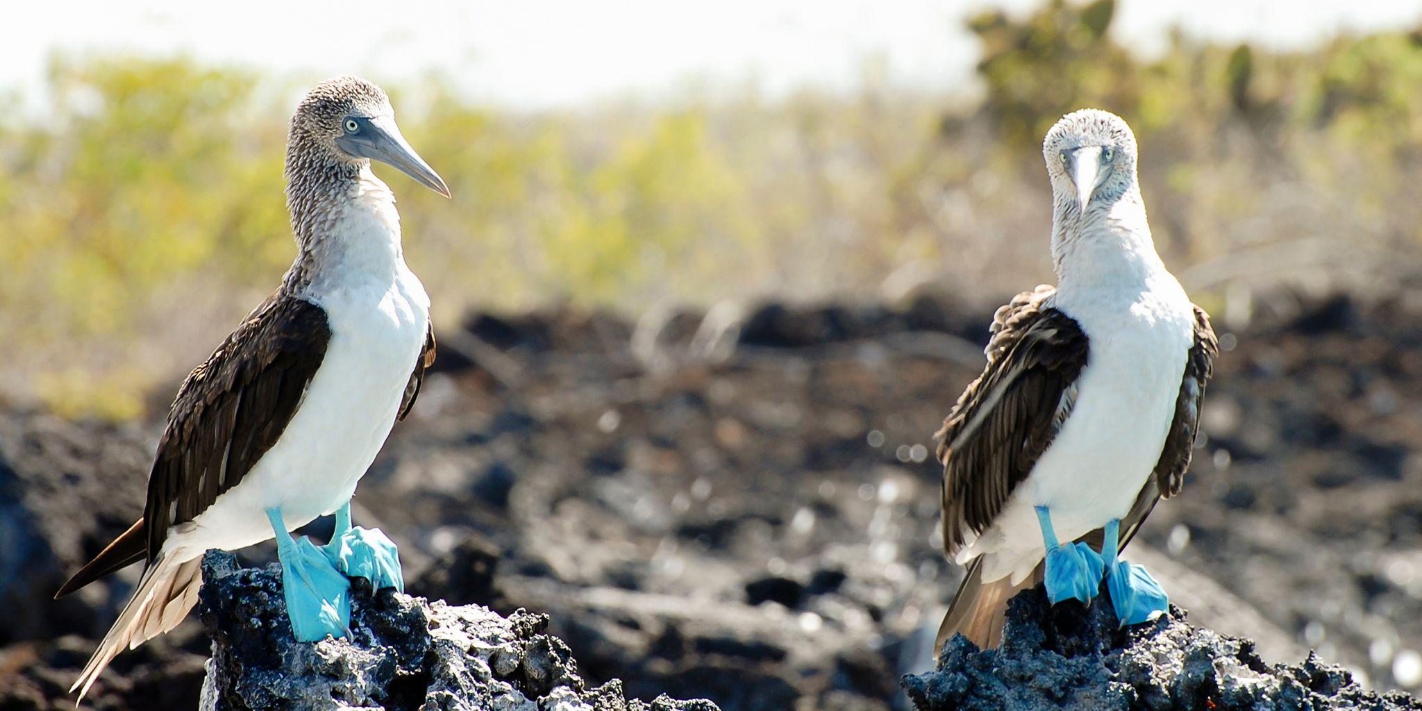 Bartolome Island