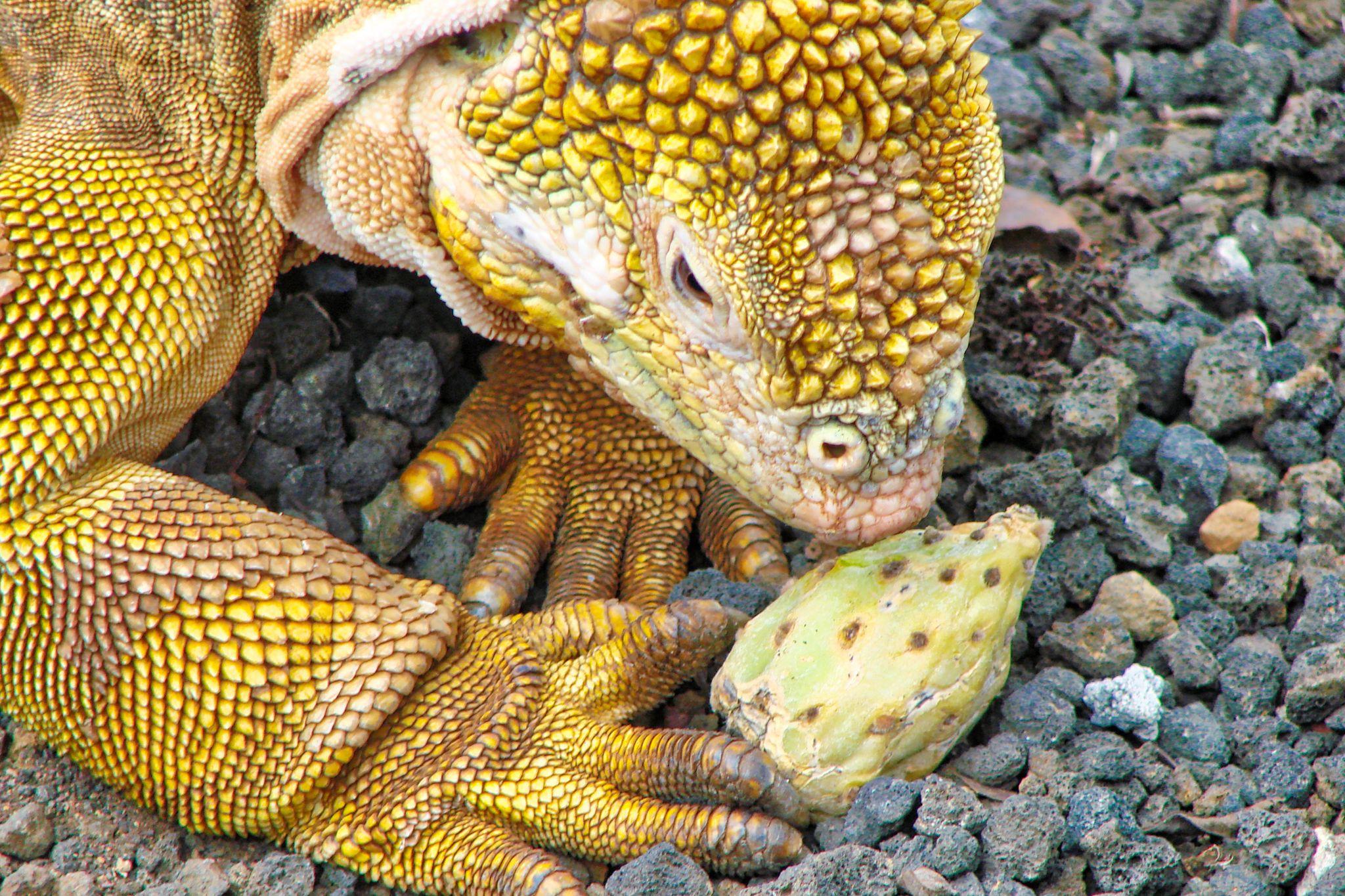 Black Turtle Cove, Santa Cruz Island, Galapagos