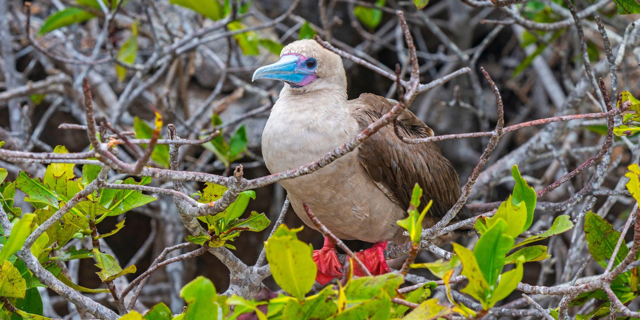 Darwin Bay, Genovesa Island, Galápagos