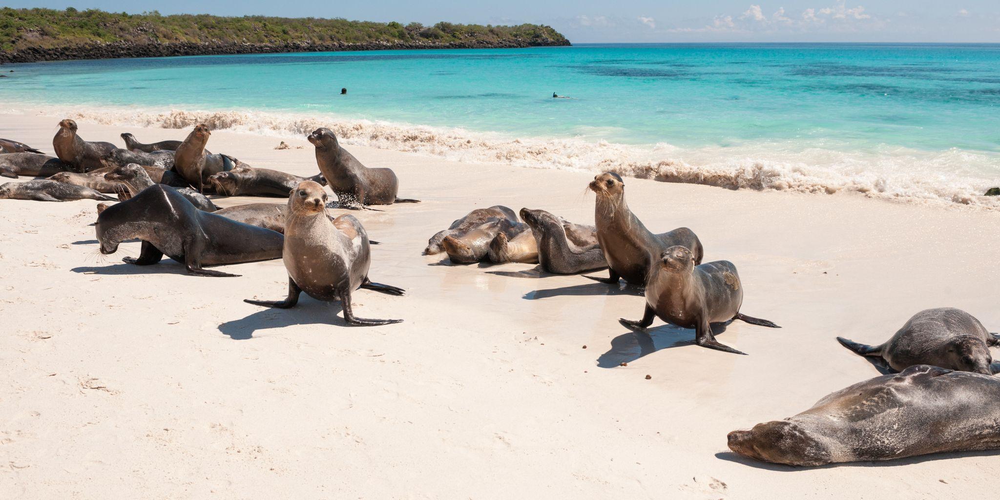 Darwin Bay, Genovesa Island, Galápagos