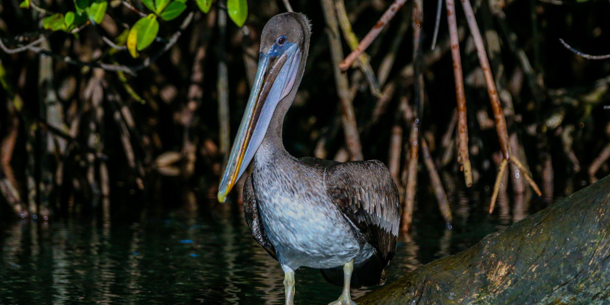 Elizabeth Bay, Isabela Island, Galápagos