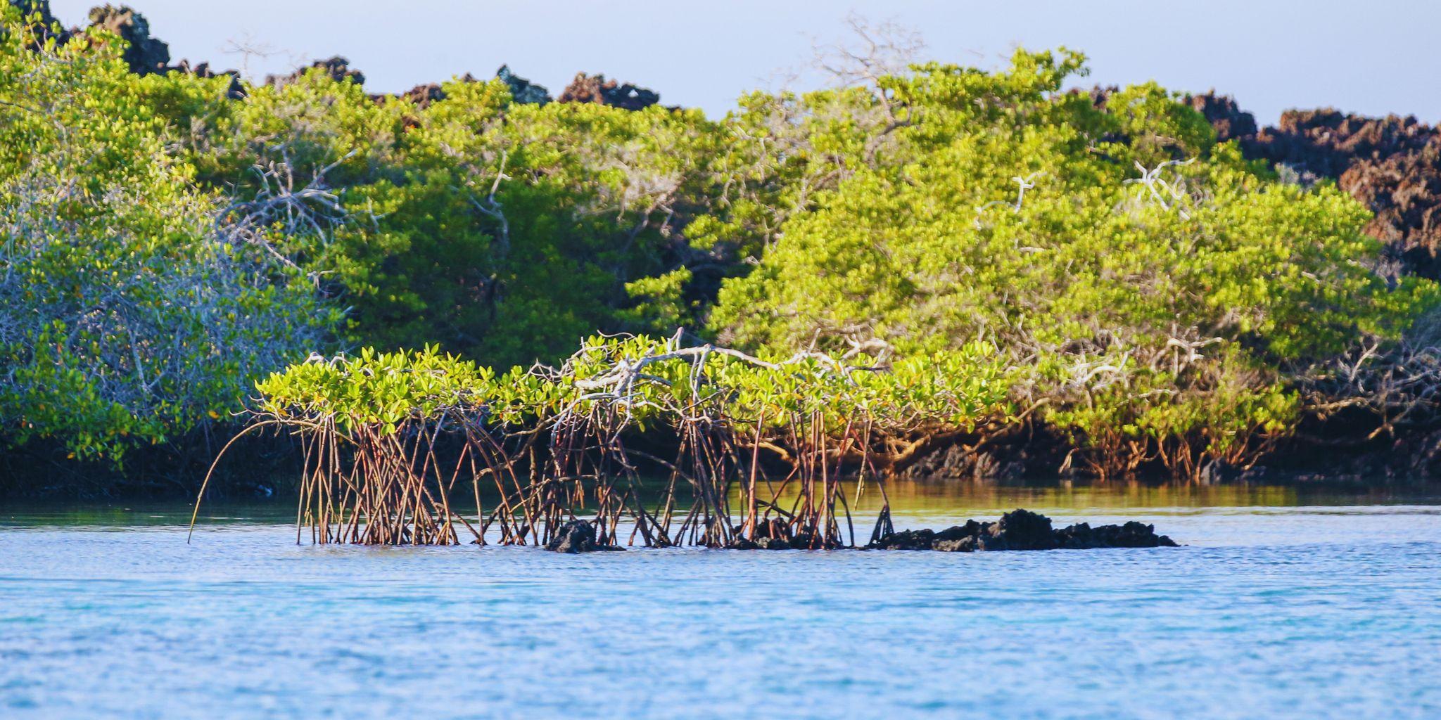 Elizabeth Bay, Isabela Island, Galápagos