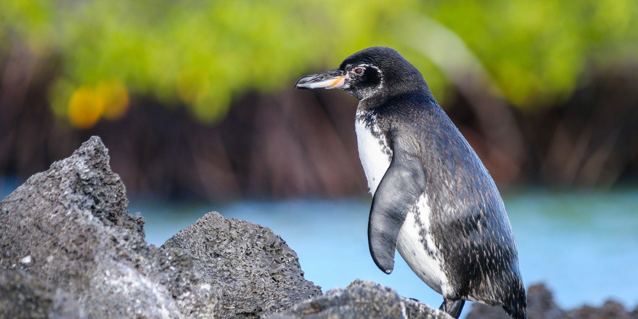 Elizabeth Bay, Isabela Island, Galápagos