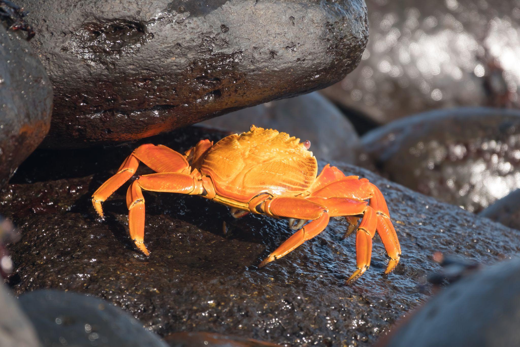 Floreana Island, Galapagos