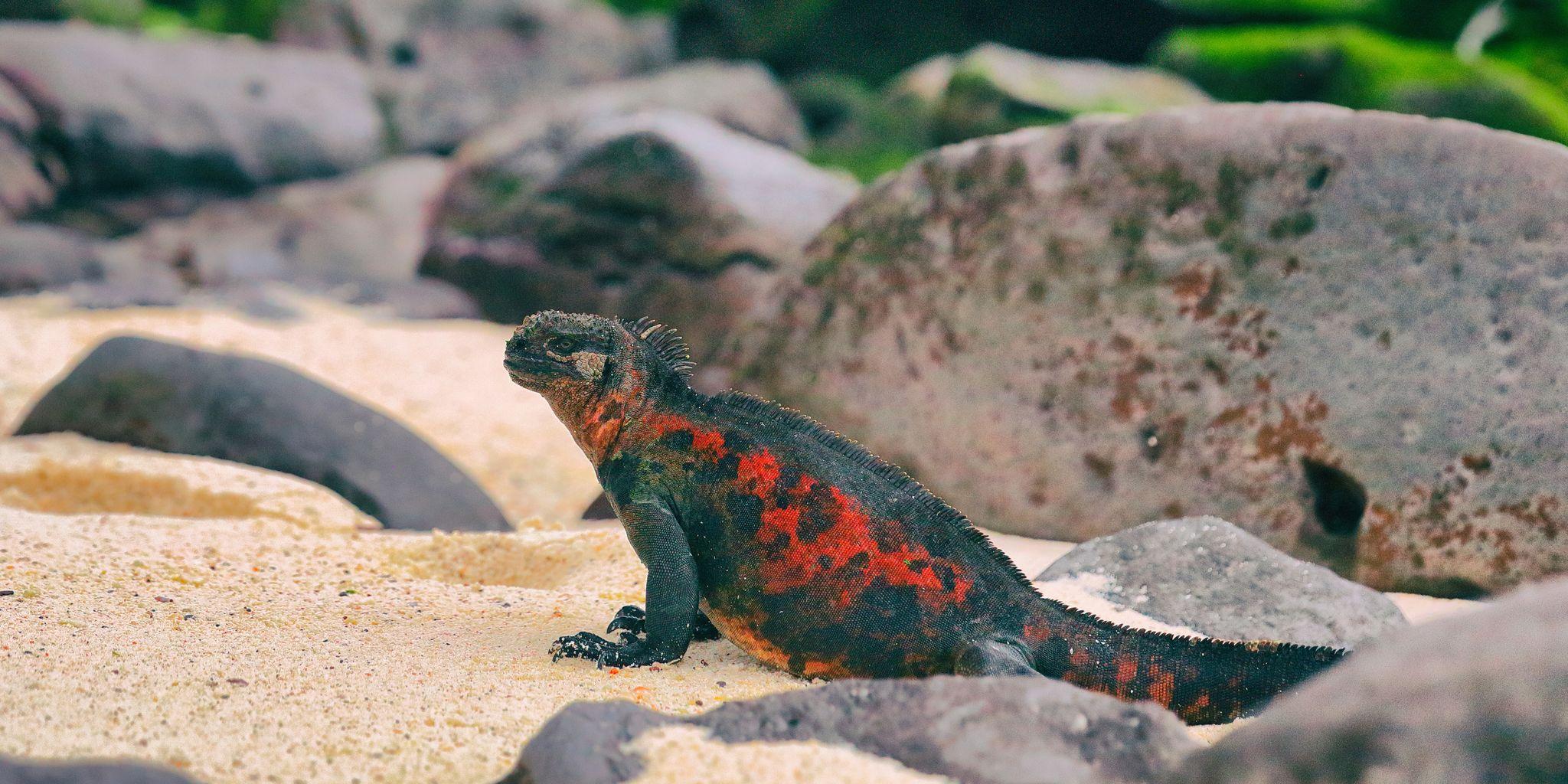 Gardner Bay, Española Island, Galápagos