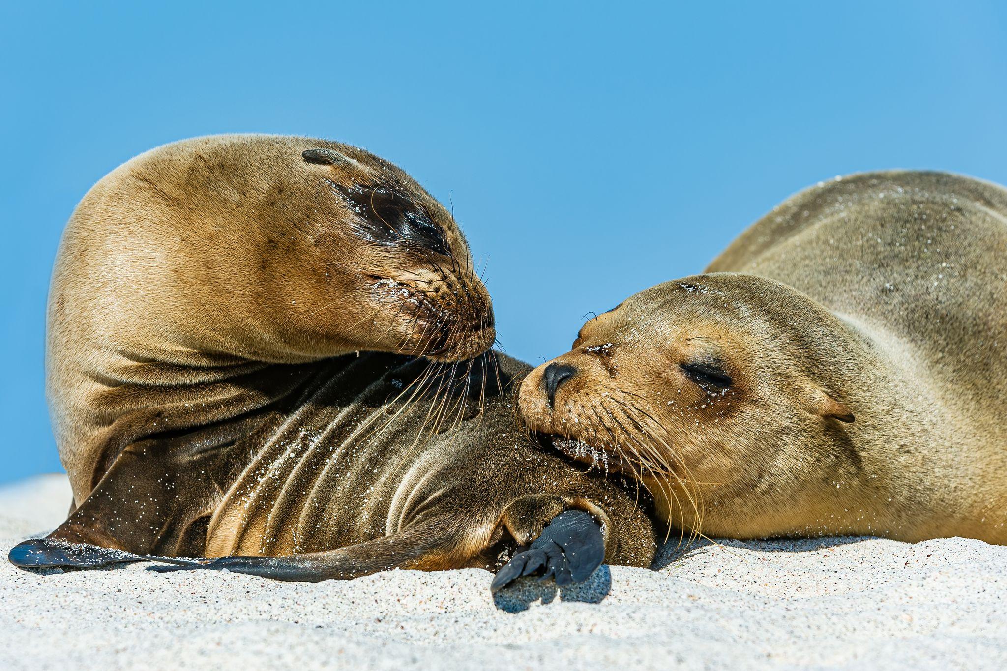 Mosquera Island, Galapagos