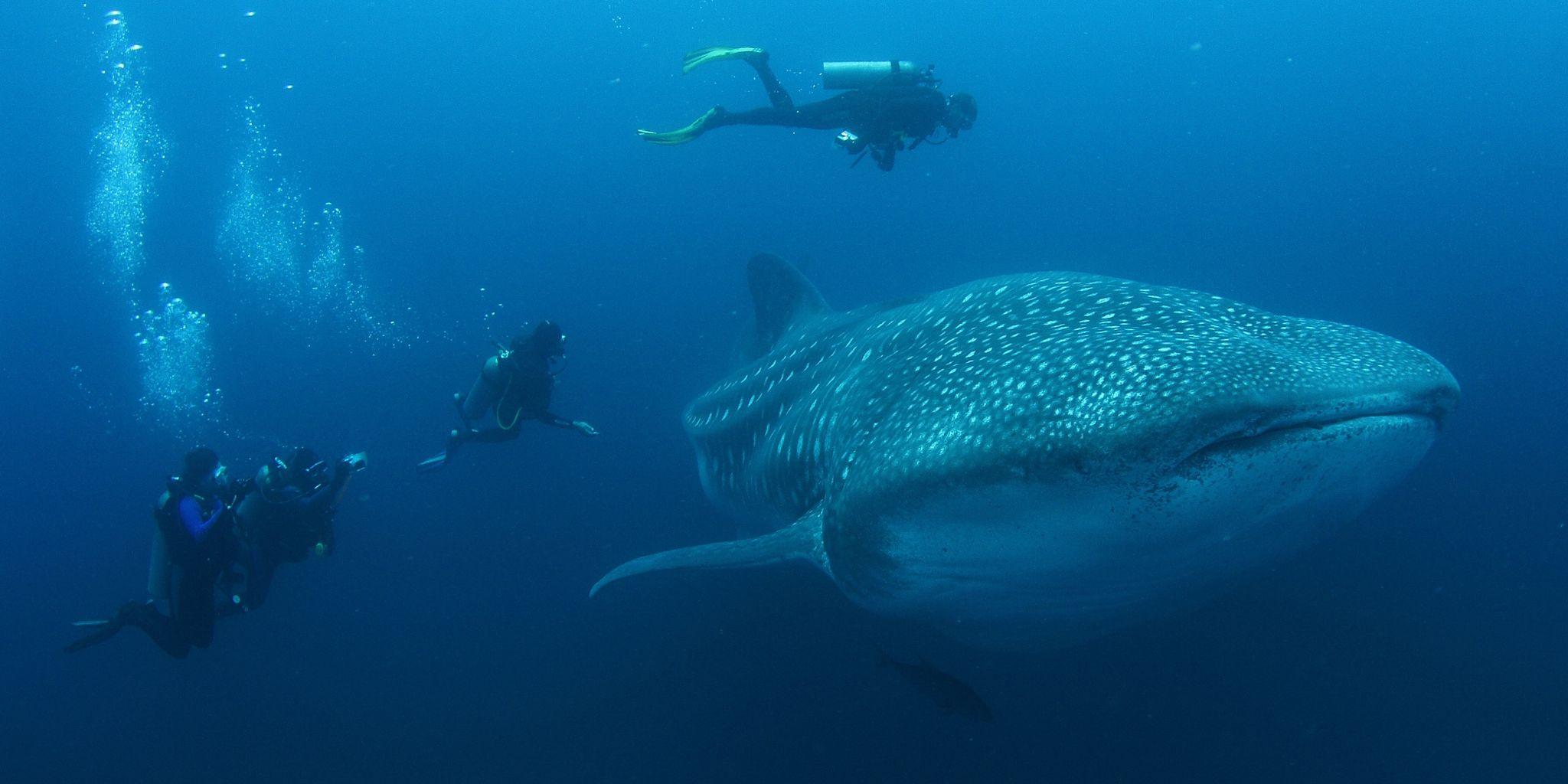 North Seymour Island, Galapagos