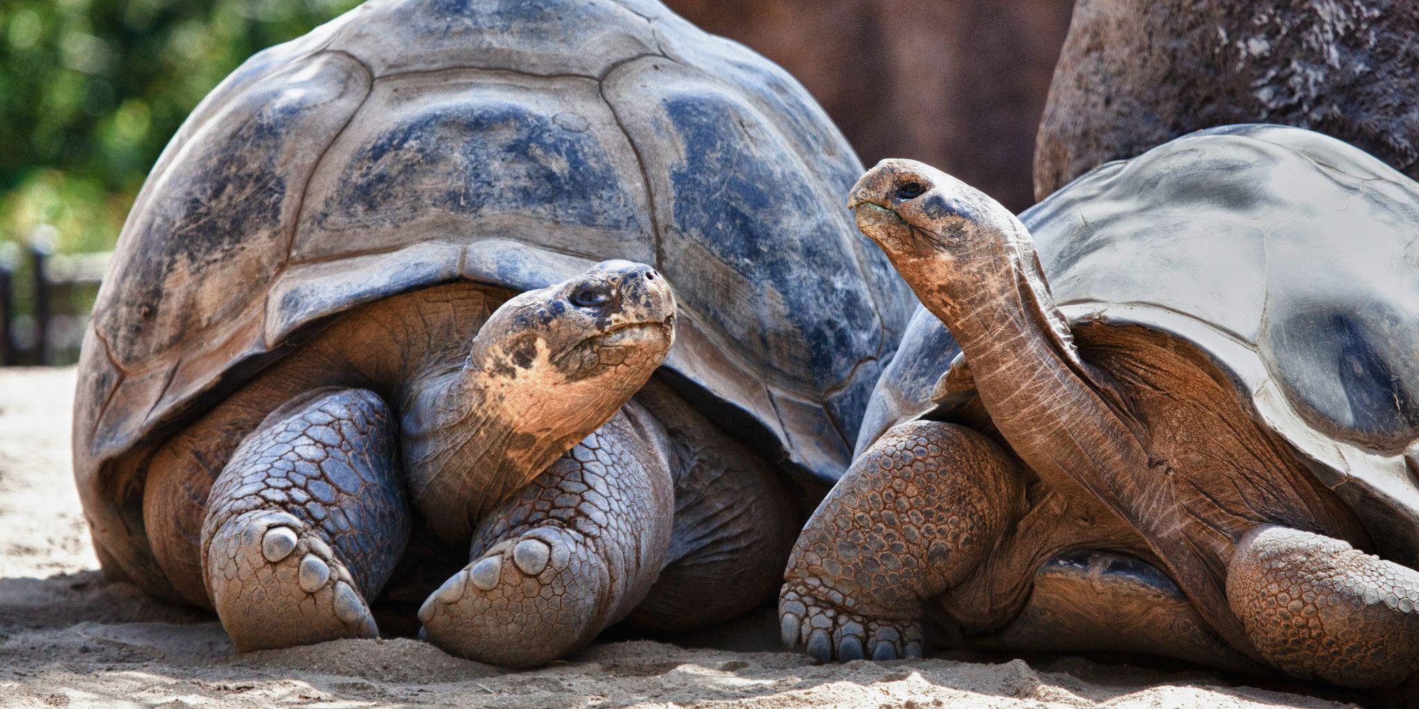 Punta Espinoza, Fernandina Island, Galápagos