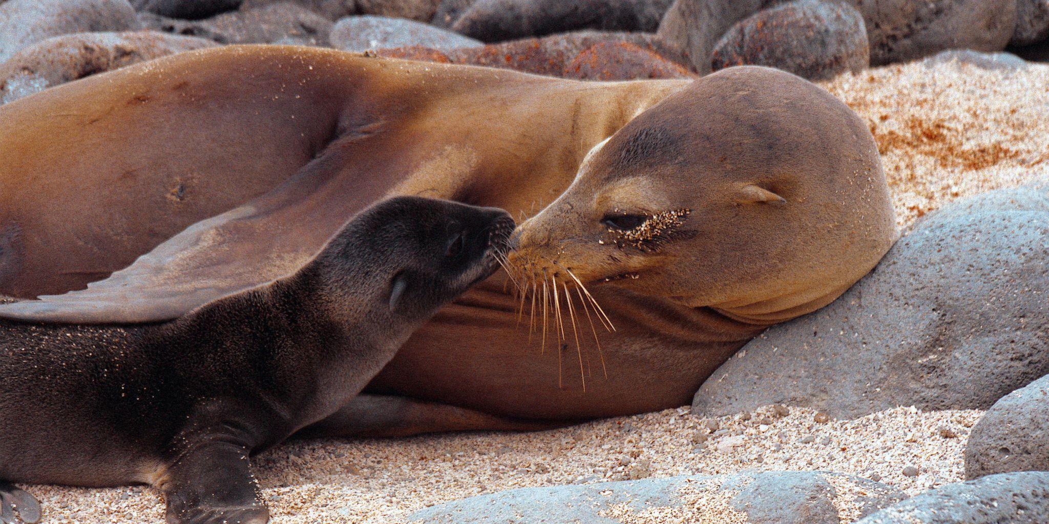 Punta Espinoza, Fernandina Island, Galápagos