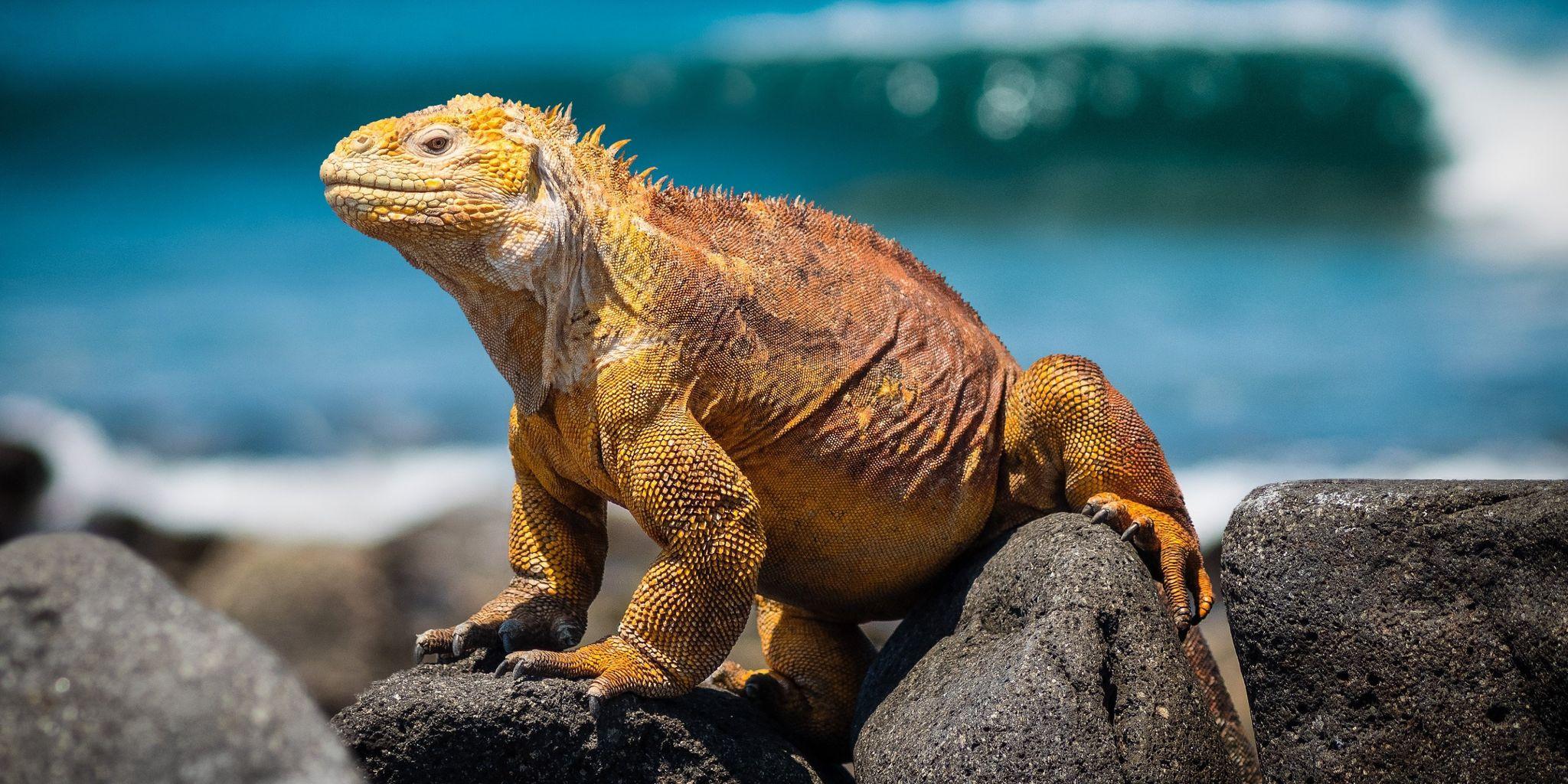 Punta Espinoza, Fernandina Island, Galápagos