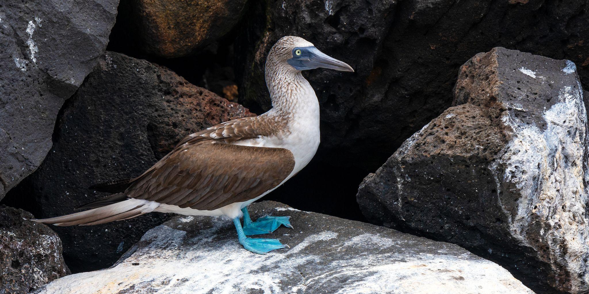 Punta Suarez, Isla Española, Galápagos