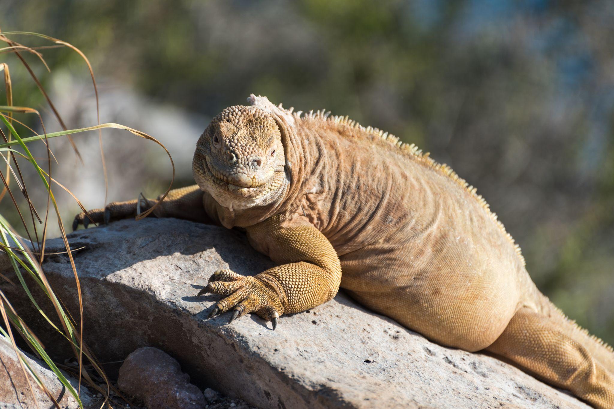 Santa Fé Island, Galápagos