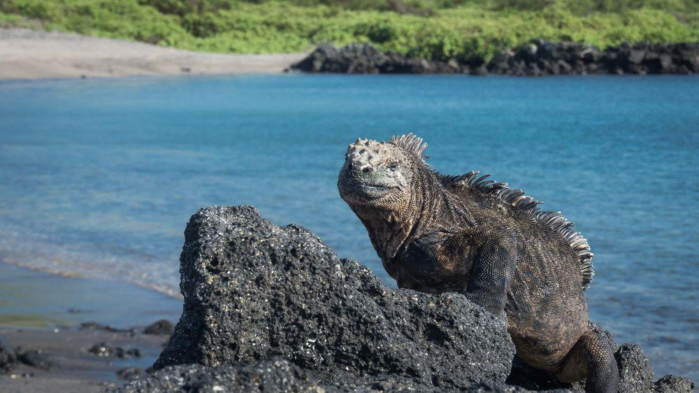 Urbina Bay, Isabella Island, Galapagos