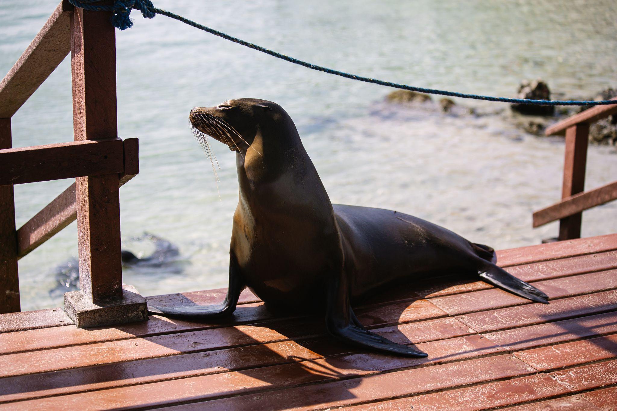 Puerto Villamil, Isla Isabela