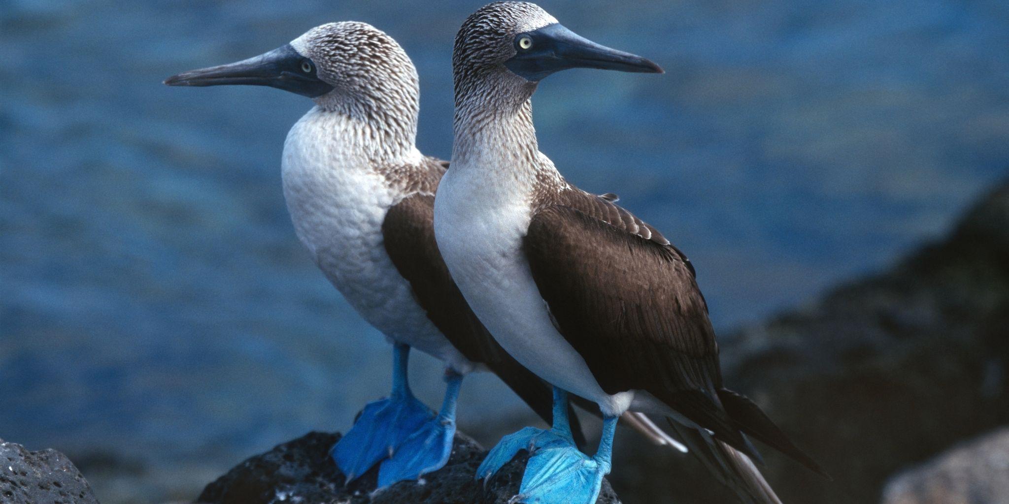 Vincente Roca Point, Isabella Island, Galapagos