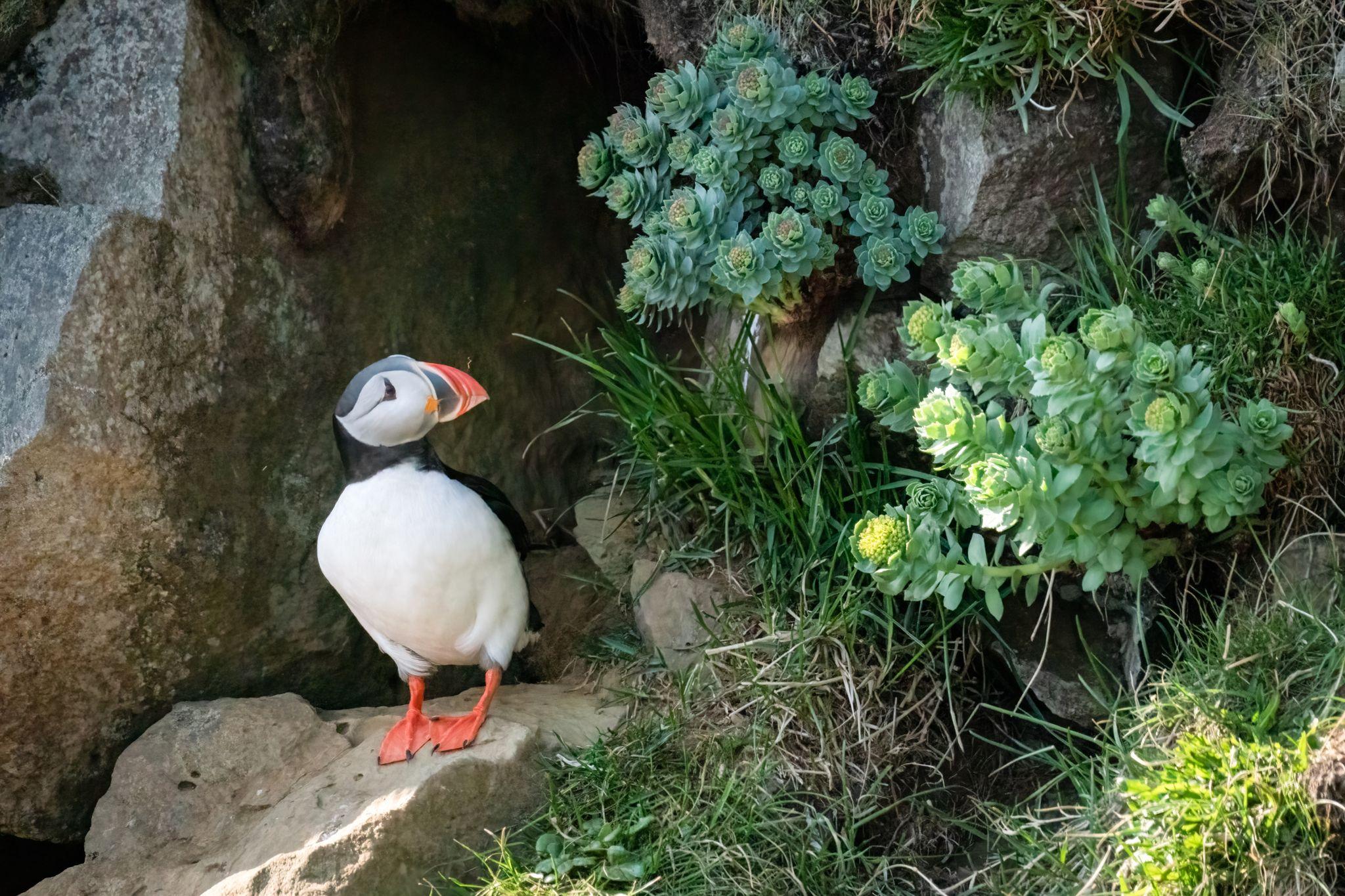 Grímsey Island