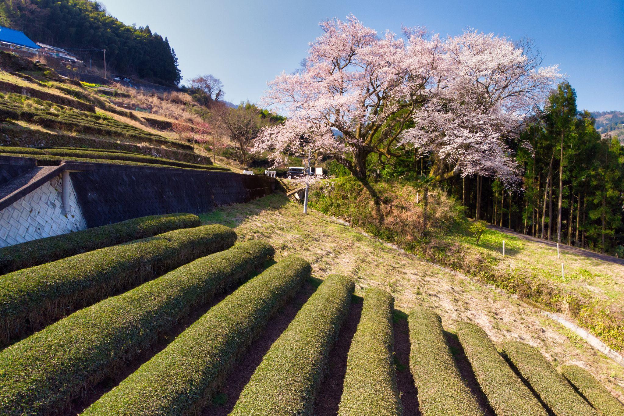 Tokushima