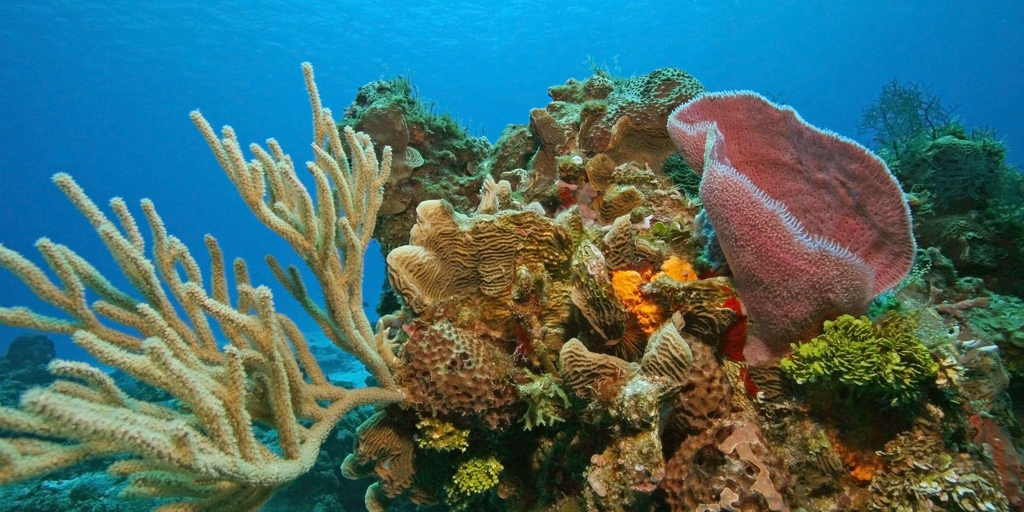 Costa Maya