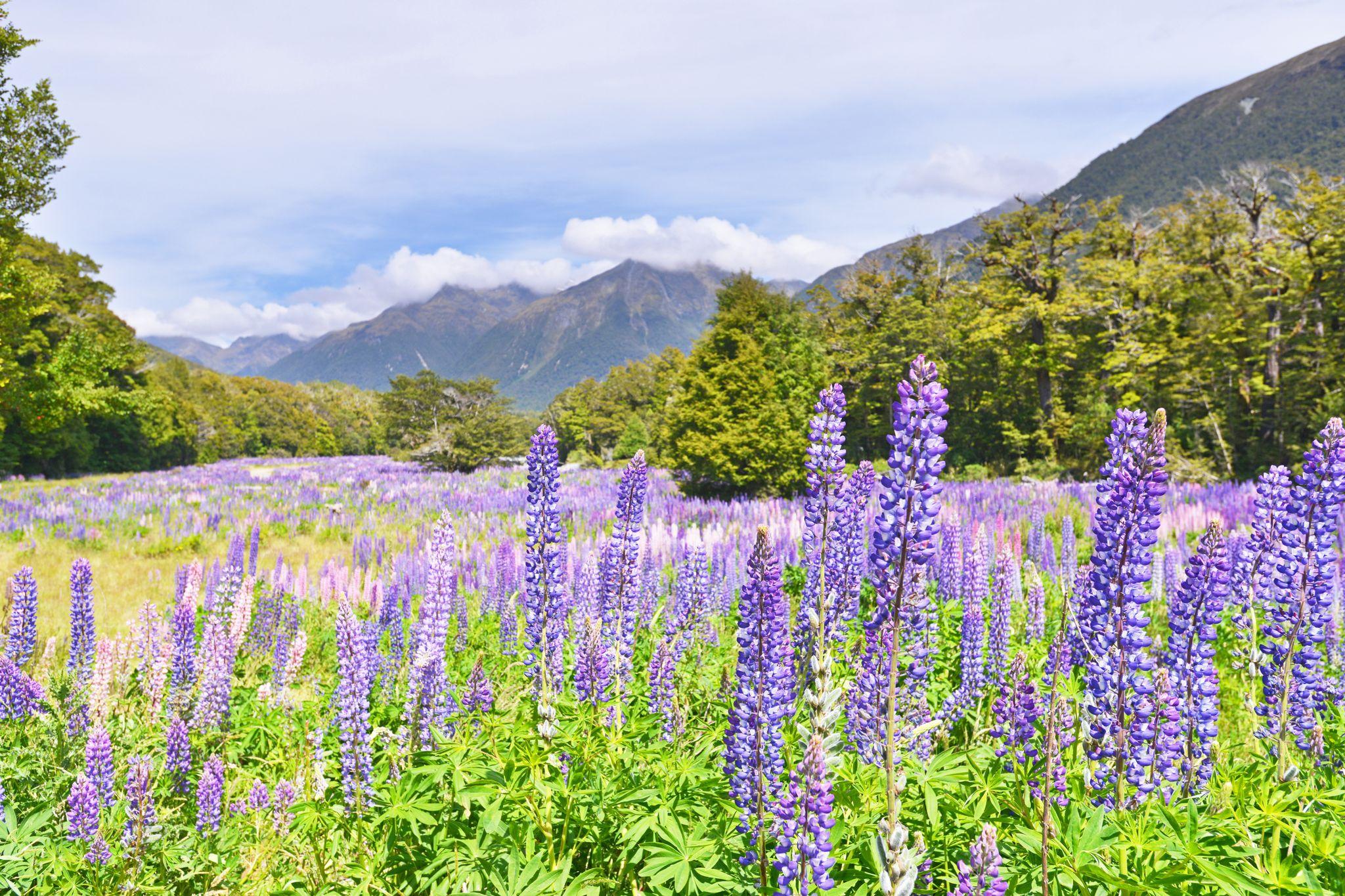 Fiordland National Park