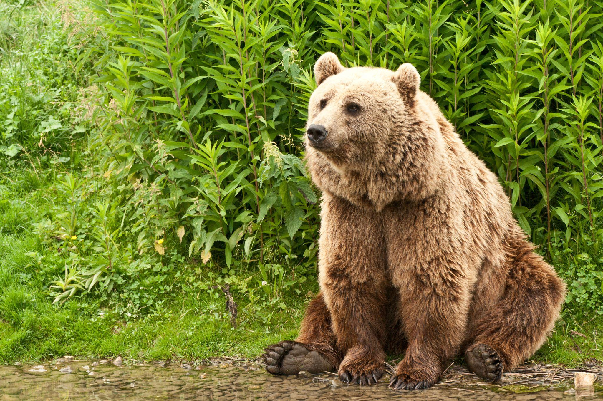 Kodiak, Alaska