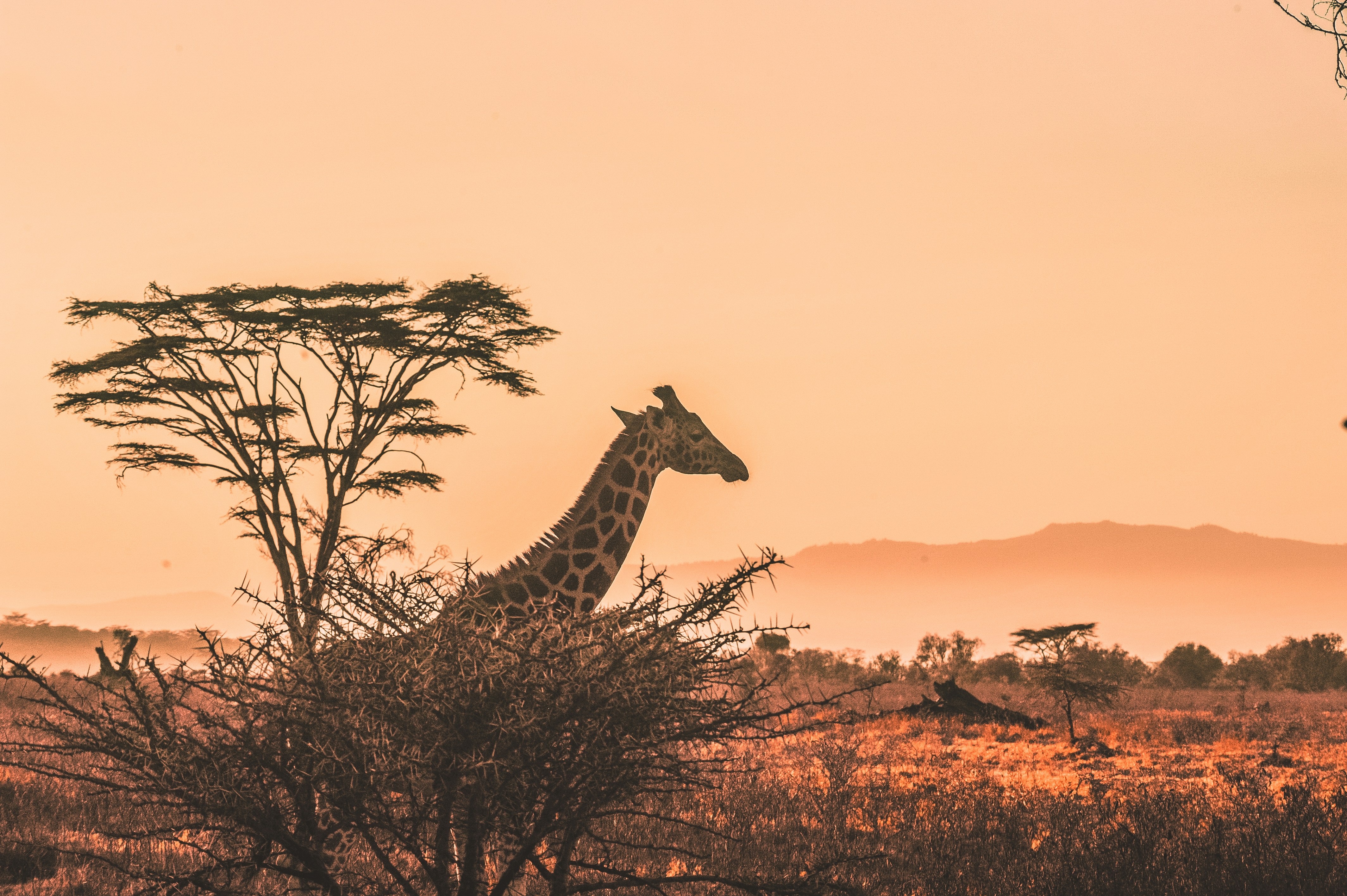 Giraffe behind a tree 