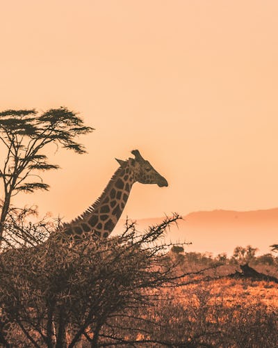 Giraffe behind a tree